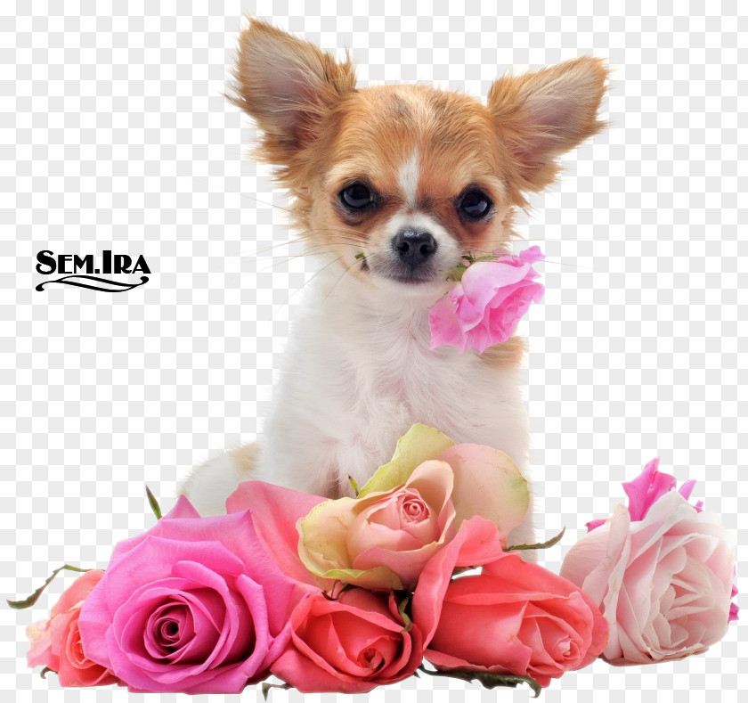 Puppy Cavalier King Charles Spaniel Havanese Dog Chihuahua Cat PNG