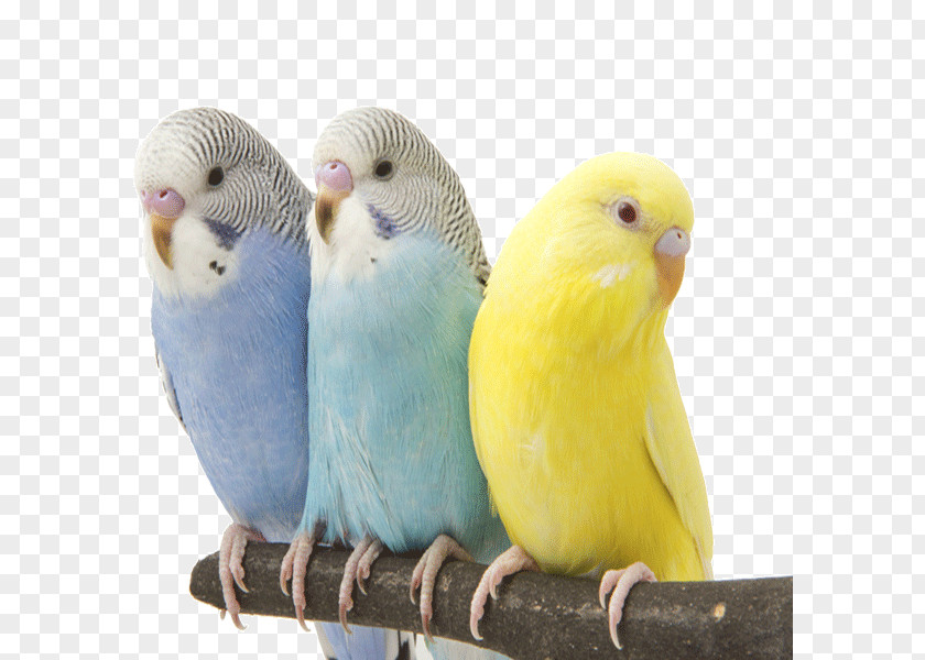 Bird Budgerigar Lovebird Parrot Cockatiel PNG