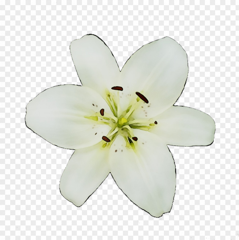 Cut Flowers Lily M PNG