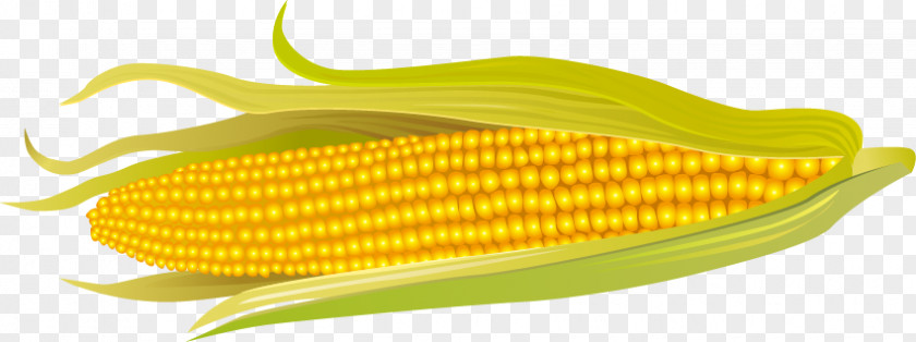 Golden Corn On The Cob Maize Wheat Price PNG