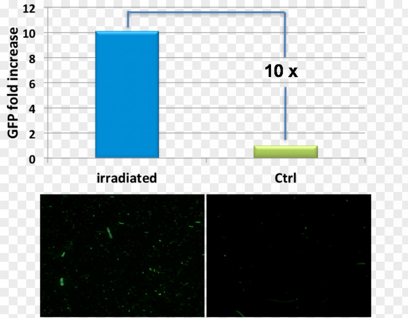 International Genetically Engineered Machine Green Fluorescent Protein Ultraviolet E. Coli Bacteria PNG