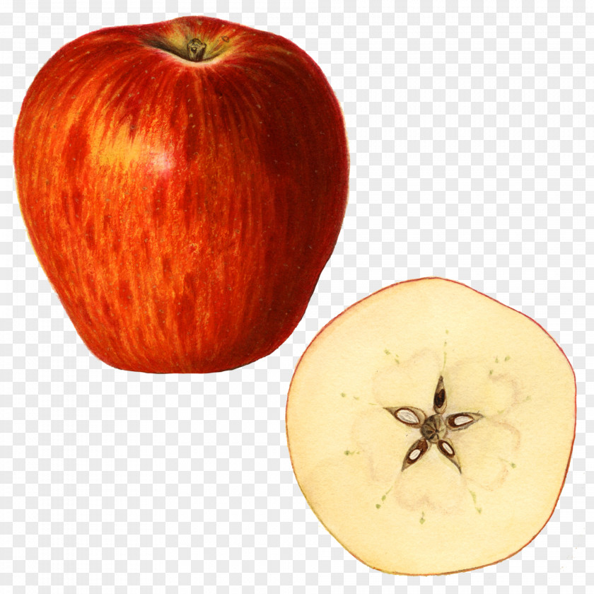 Kilogram Apple Winter Squash Weight PNG