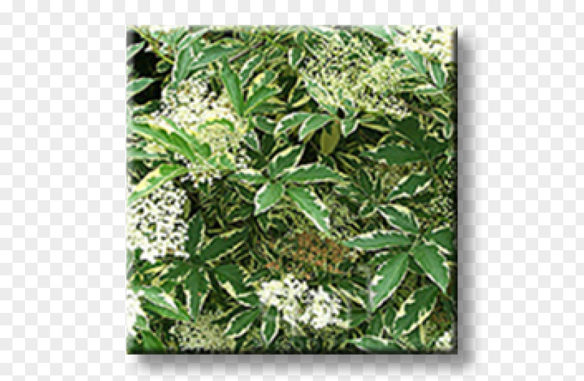 Leaf Elder Shrub Hedge Weigela PNG