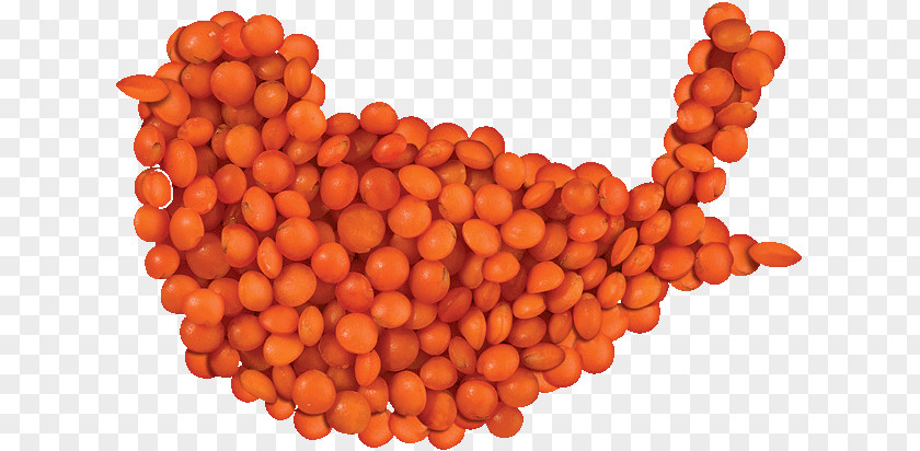 Lentil Common Bean Cooking Football Orange PNG