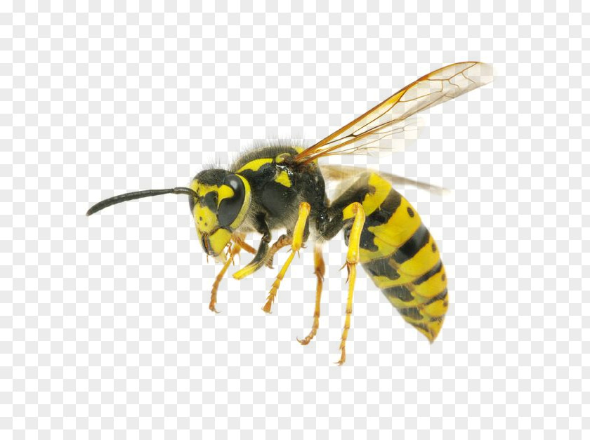 Bee Hornet Characteristics Of Common Wasps And Bees Insect Yellowjacket PNG