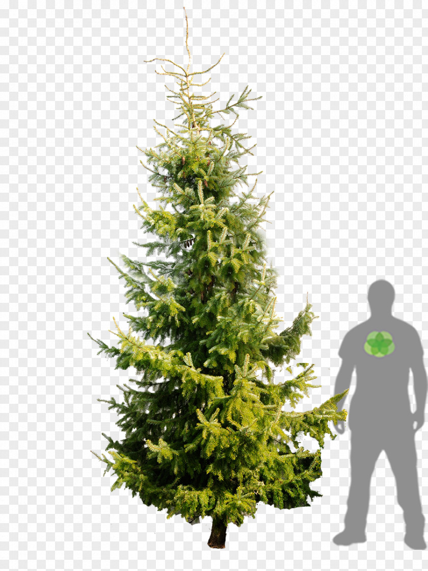 Christmas Tree Spruce Ornament Fir Pine PNG
