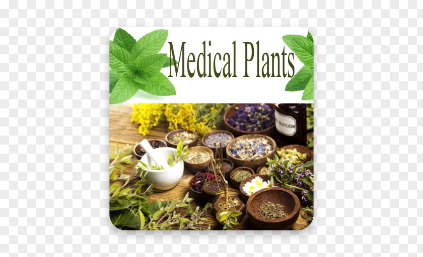 Health Medicine Medicinal Plants Alternative Services Herbalism PNG