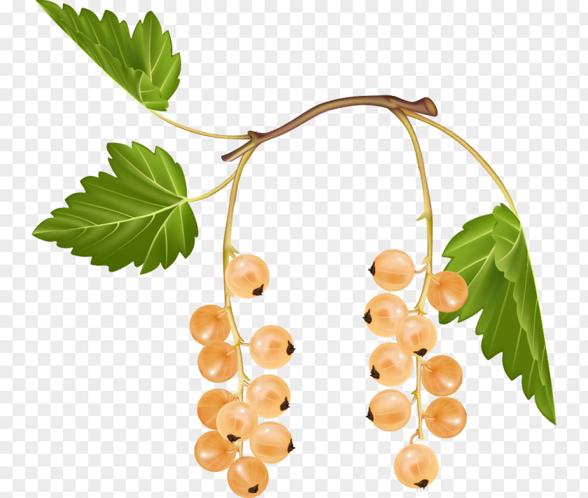 Leaf Fruit Plant Food Flower PNG