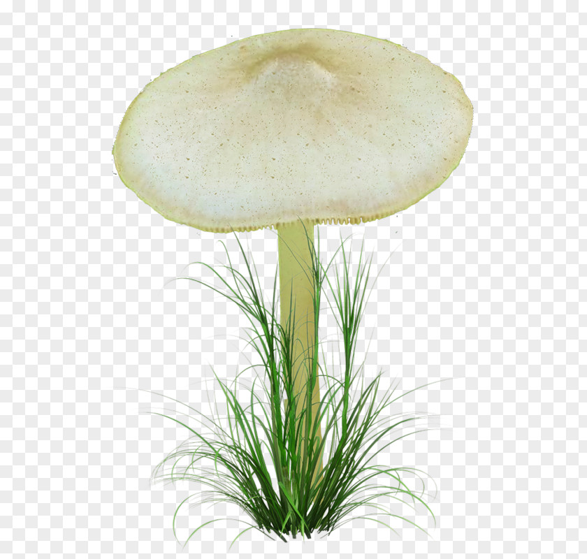 Mushroom Oyster Fungus Pleurotus Eryngii Agaricaceae PNG