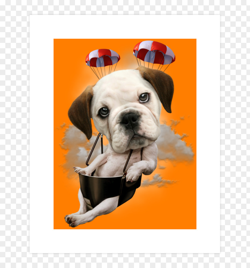Puppy Dog Breed Boxer Bulldog Non-sporting Group PNG
