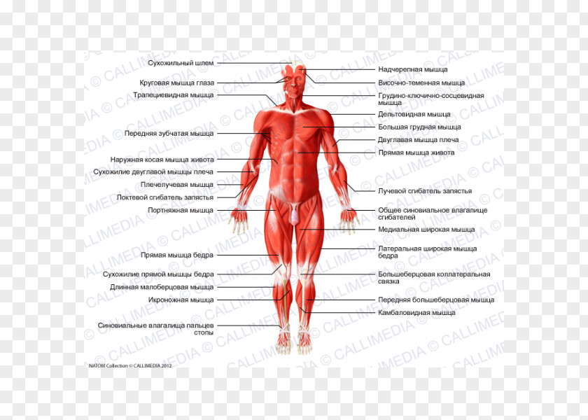 Rectus Femoris Function Hip Gray's Anatomy Muscle Human Body PNG