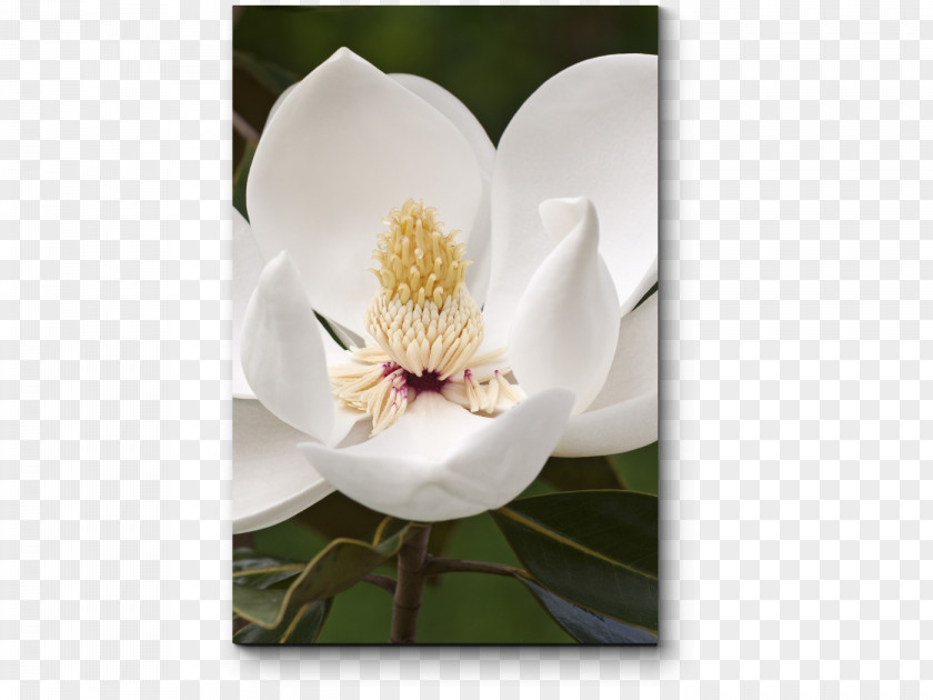 Tree Southern Magnolia Virginiana Evergreen Plant PNG