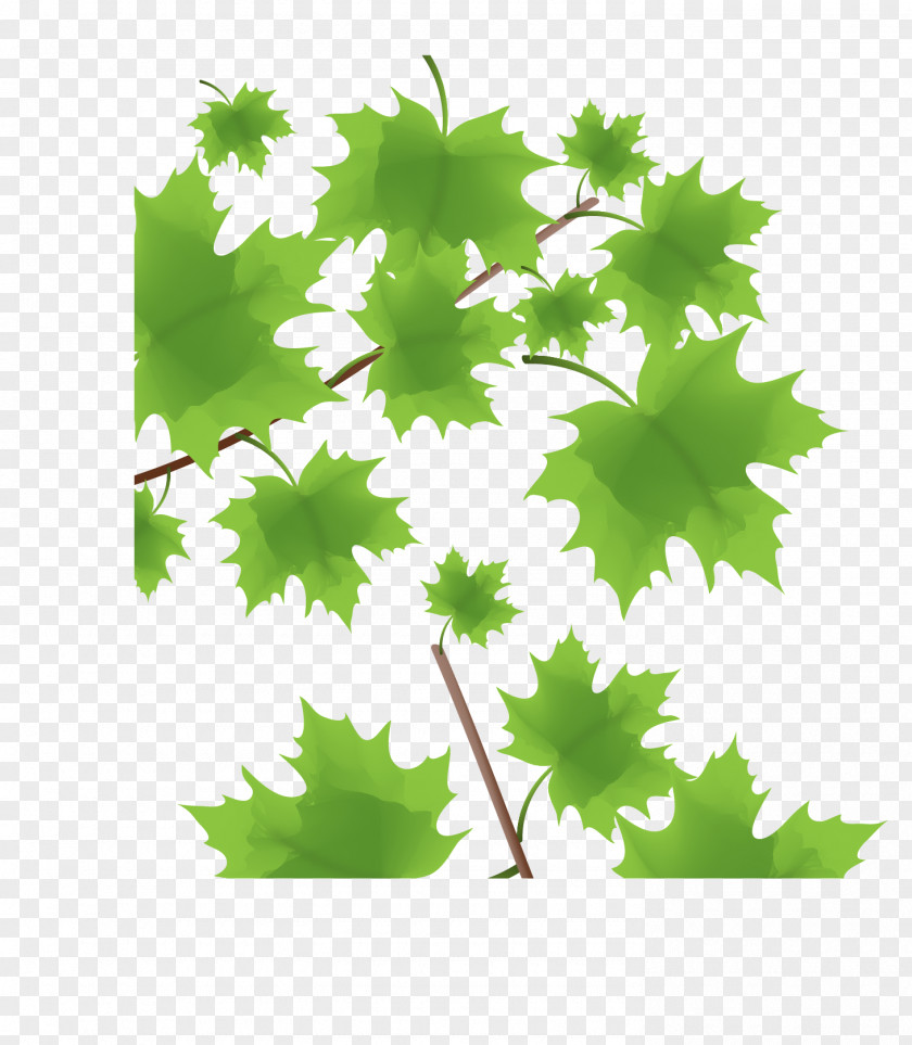 Vector Green Maple Leaf Decoration PNG