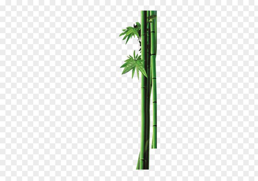 Bamboo Bambusa Oldhamii Dew PNG