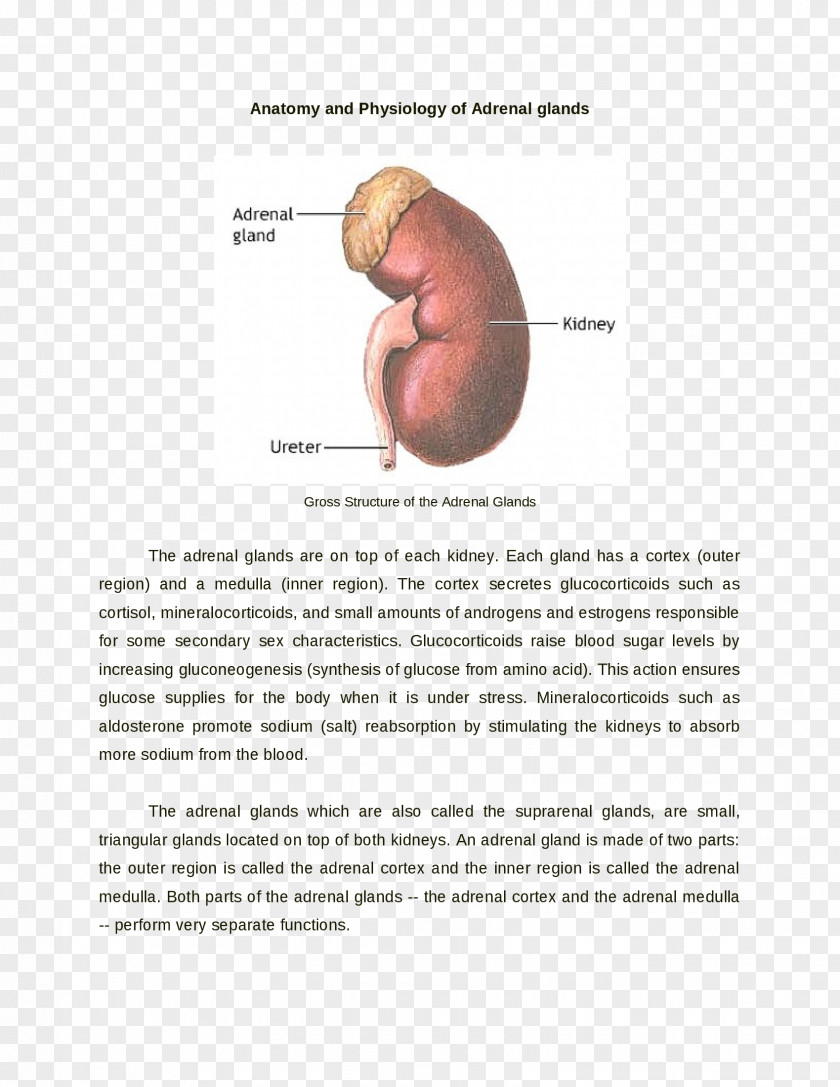 Joint Anatomy Organism Kidney PNG