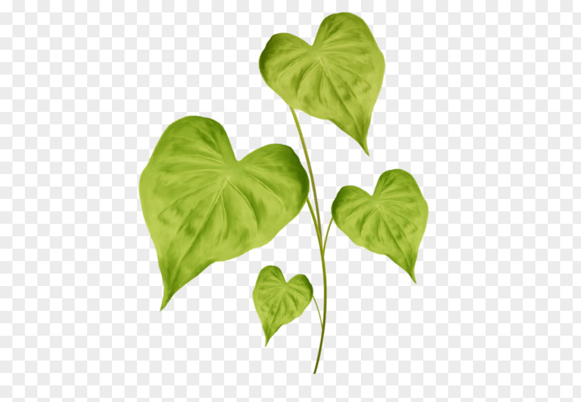 Leaf Plant Stem PNG