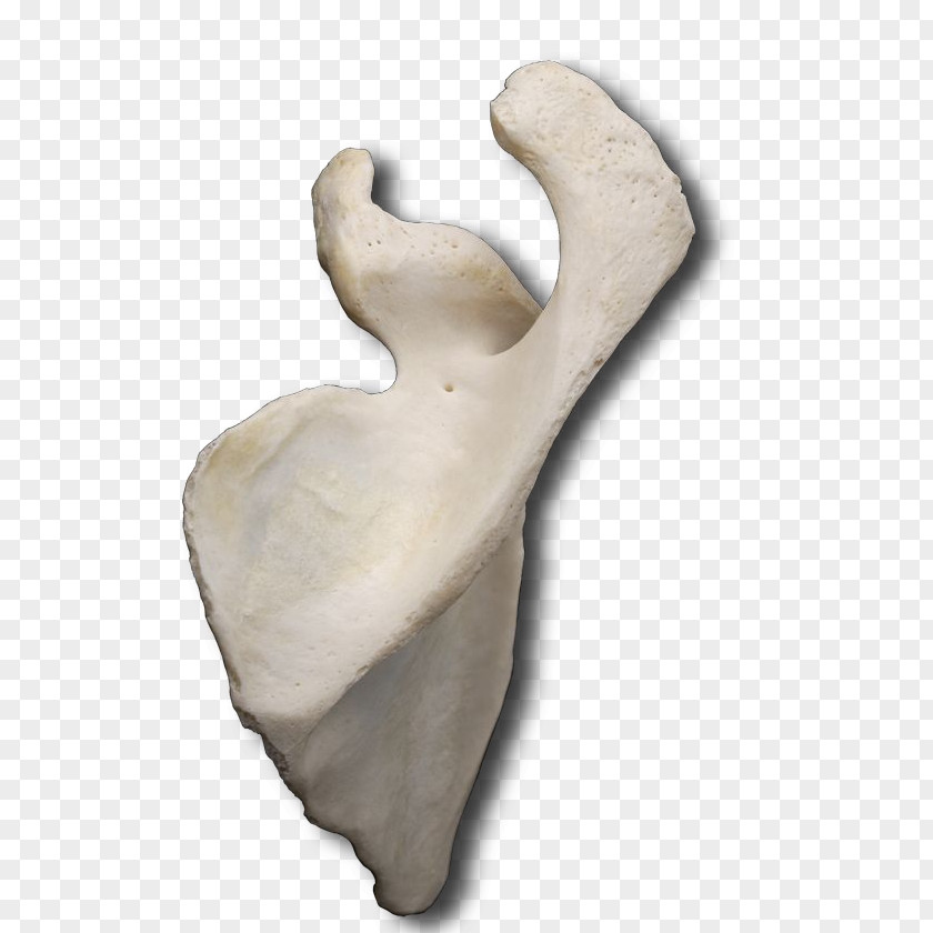 Medial Border Of Scapula Classical Sculpture Figurine Product Design PNG