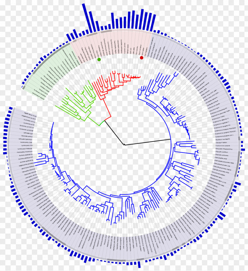 Tree Timeline Genome Size Of Life Phylogenetic Evolution PNG