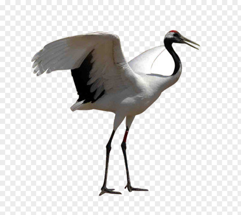 Crane Red-crowned White Stork Bird Grey Crowned PNG