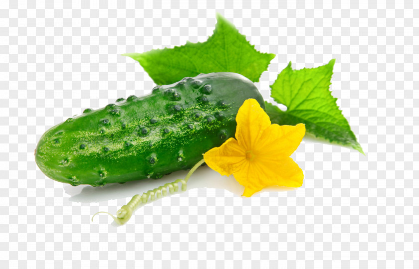 Cucumber Vegetable Salting Zakuski Olivier Salad PNG