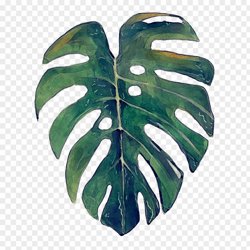 Fern Flower Family Tree Drawing PNG