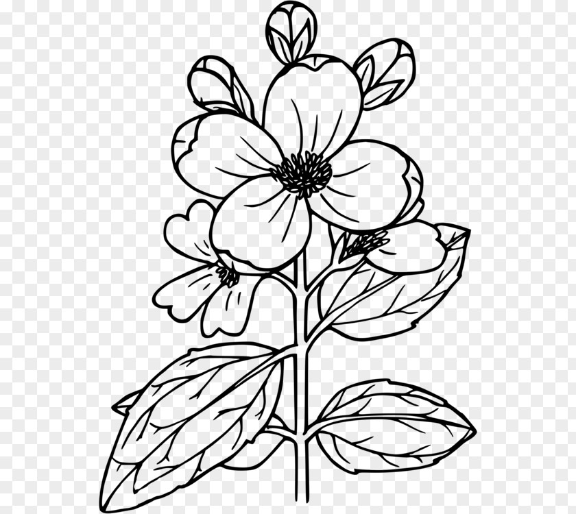 Flowers To Draw Blossom Flower Drawing Illustration Clip Art Image PNG