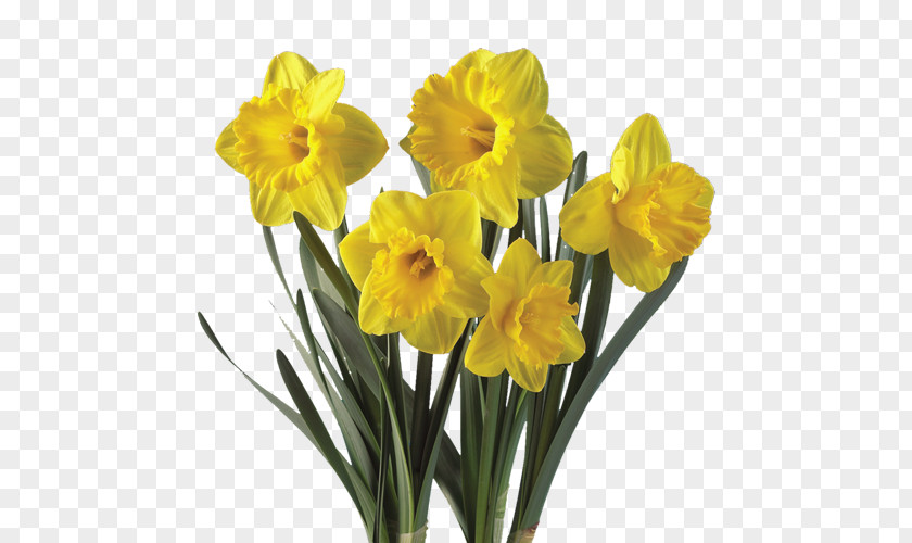 Narcissus Daffodil Flower Plant Bulb Tulip PNG