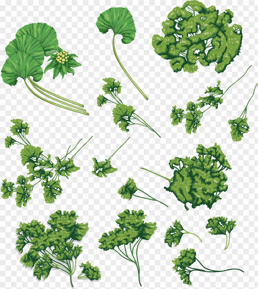 Broccoli Psd Parsley Coriander Herb Clip Art PNG