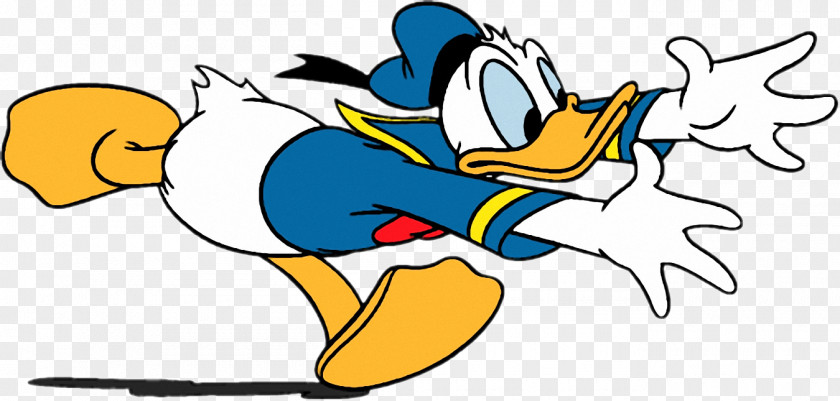 Donald Duck Scrooge McDuck Cygnini Clip Art PNG