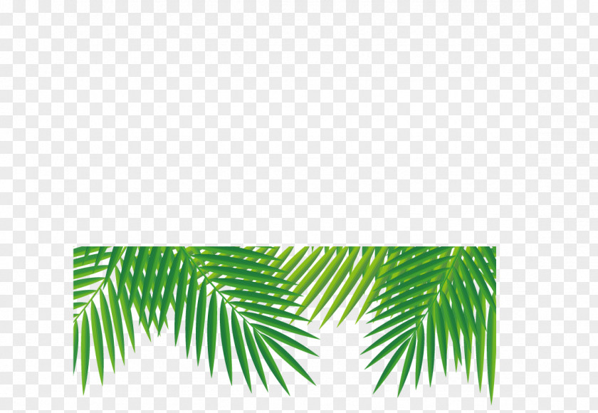 Great Fresh Coconut Tropics Adobe Illustrator PNG