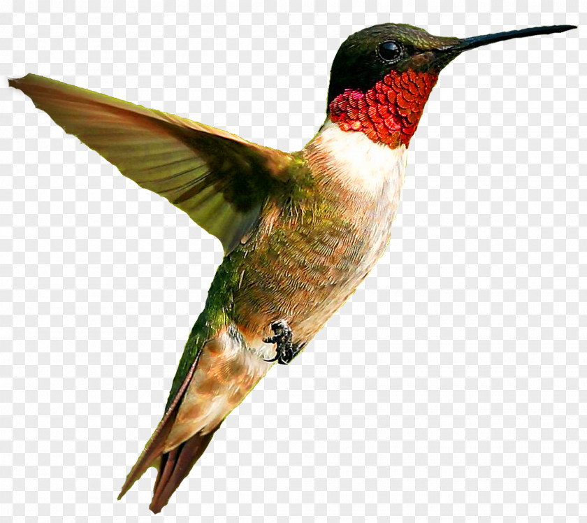 Rubythroated Hummingbird Rufous PNG