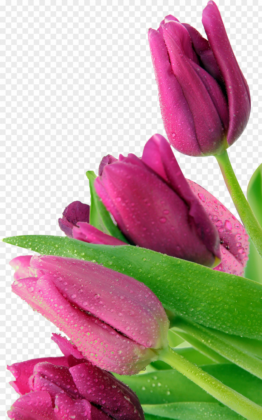 Tulip Android Make It To The Top Mother PNG