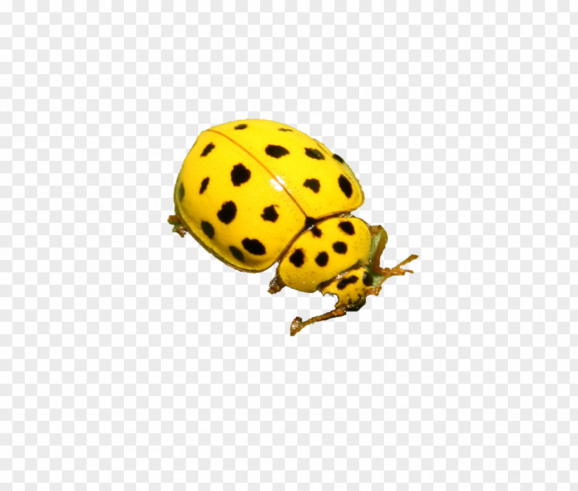 Yellow Ladybug Beetle Ladybird Clip Art PNG
