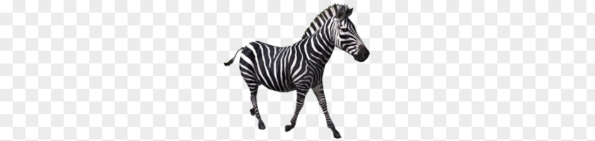 Zebra PNG clipart PNG