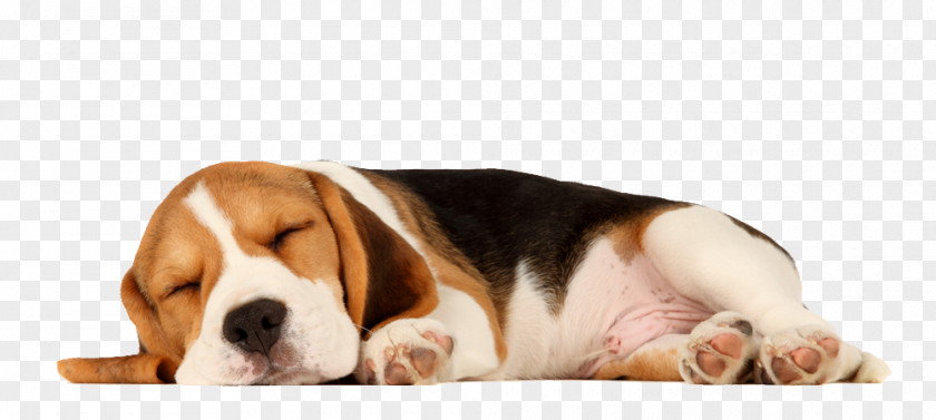 Beagle Puppy Sleep Cat Pet PNG