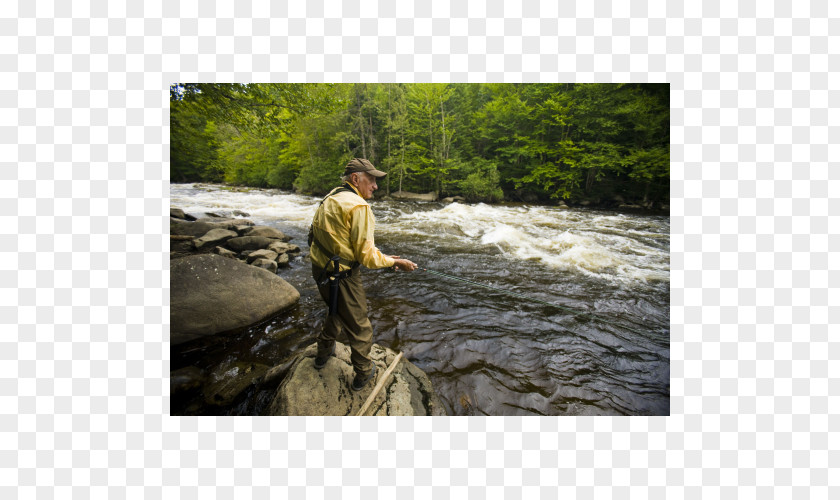 Fishing Fly Water Resources Tree PNG