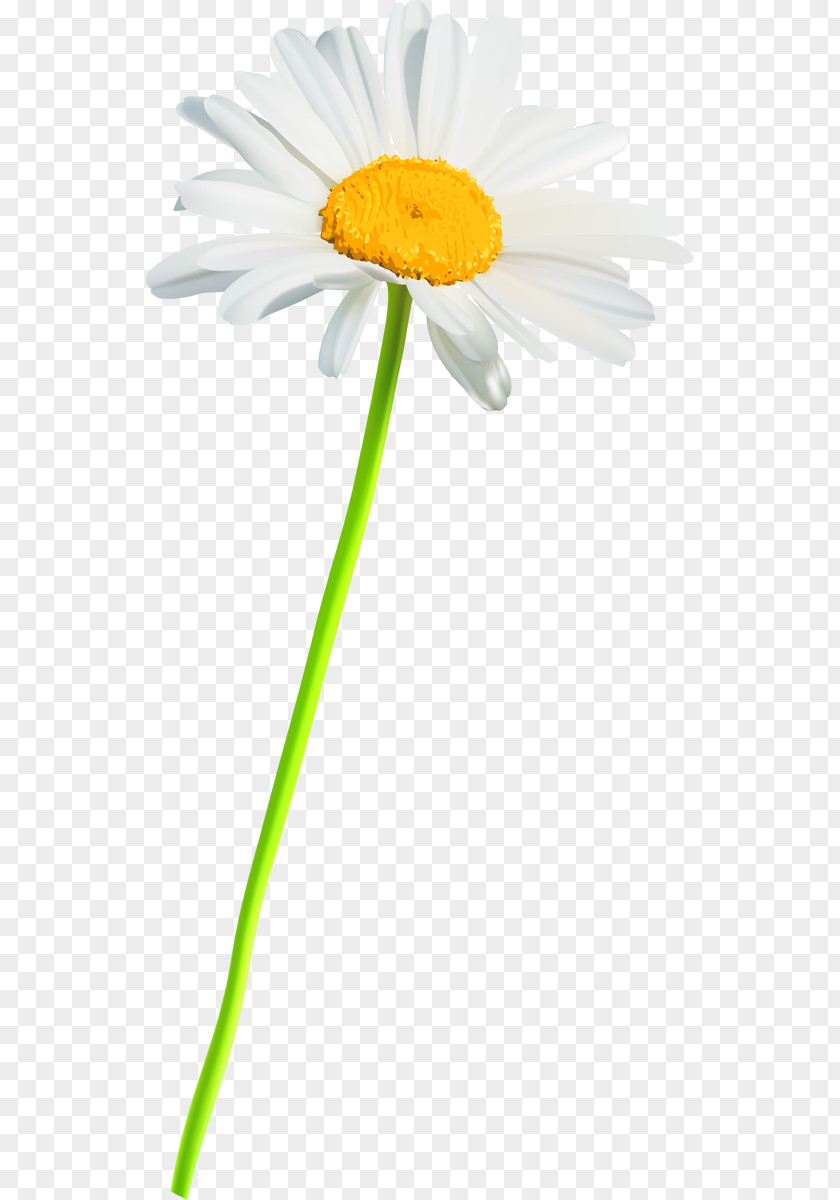 Oxeye Daisy German Chamomile Cut Flowers Roman Transvaal PNG