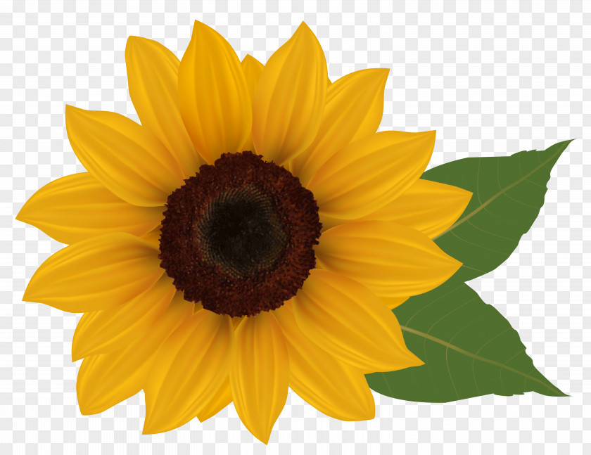 Sunflower Clipart Picture Common Download Clip Art PNG