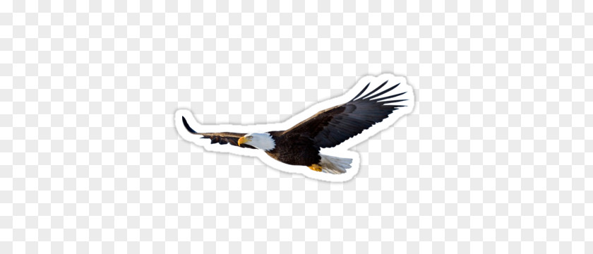 Bird Bald Eagle PNG
