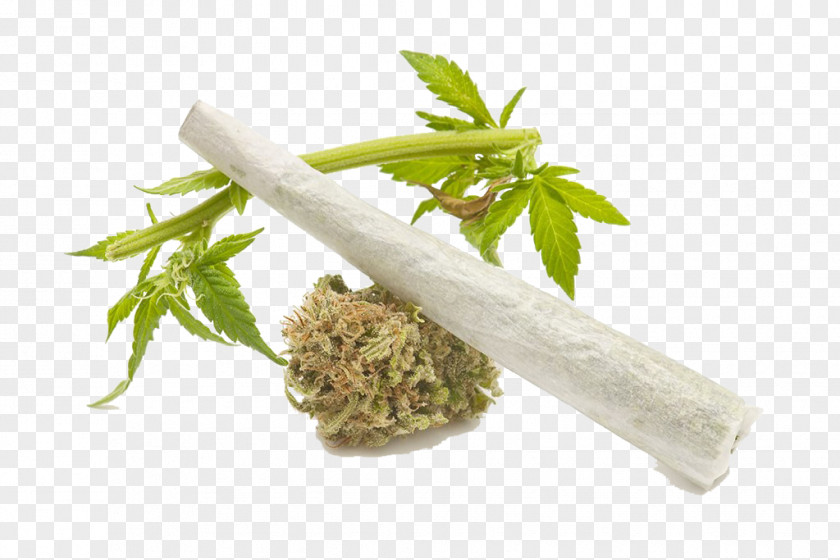 Cannabis Drugs Sativa Drug Medical Smoking PNG