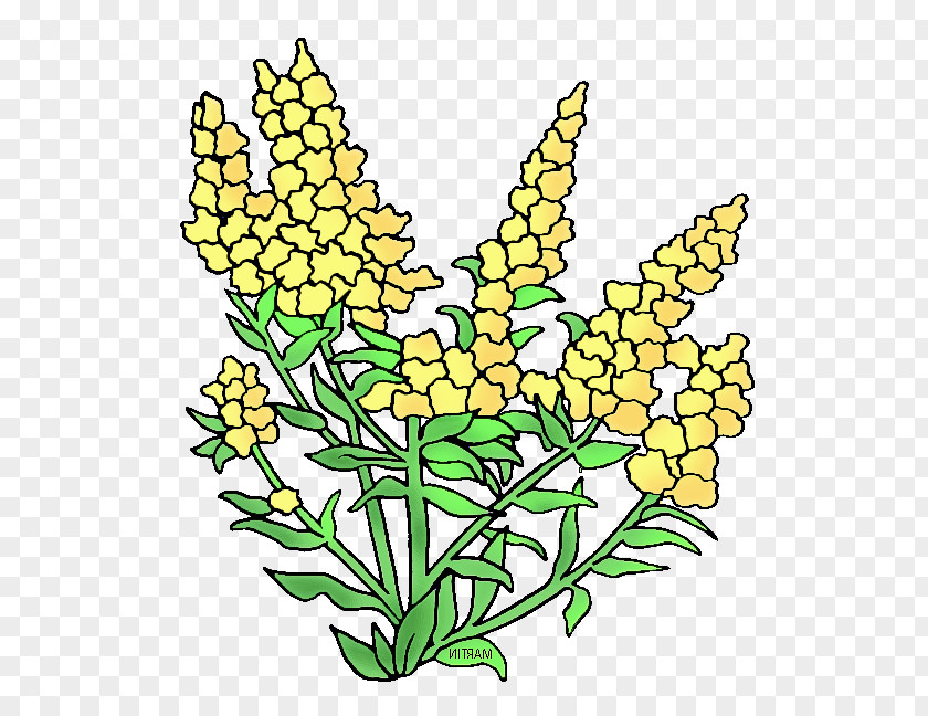Flower Plant Yellow Cut Flowers Pedicel PNG