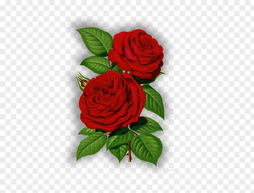Red Roses Frame Image Clip Art Day Flower Graphics PNG