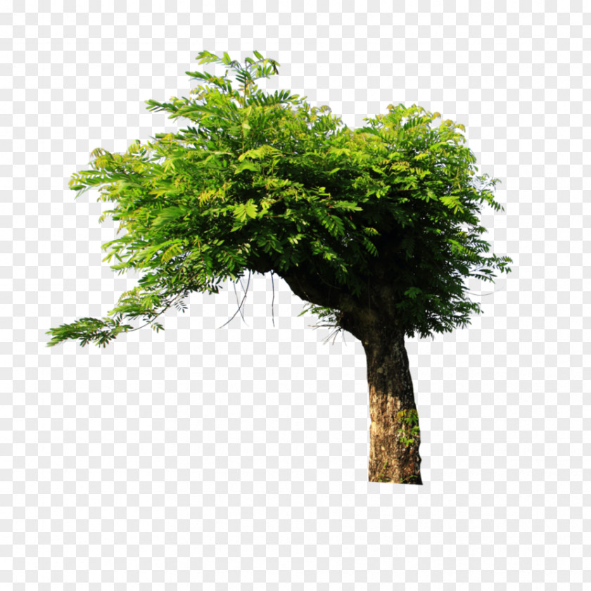 Trees Tree Art Clip PNG
