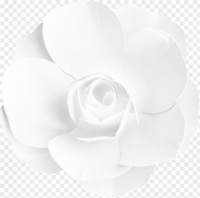 Vintage Rose Garden Roses Cut Flowers Rosaceae PNG