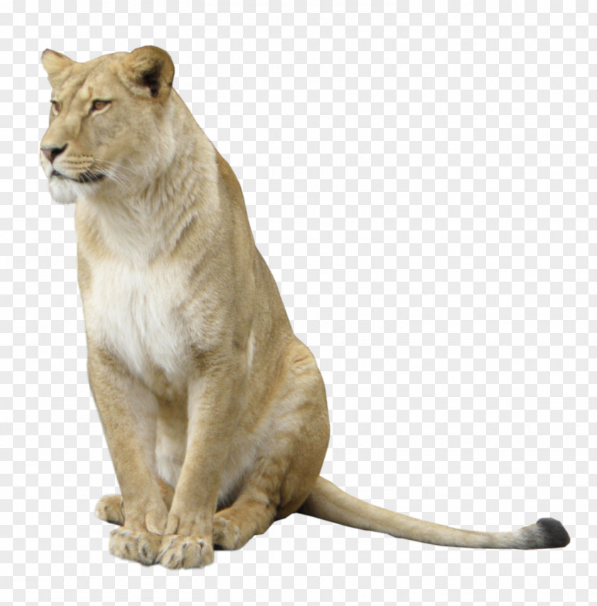 African Lions Squatting To Pull Free East Lion U975eu6d32u72ee Icon PNG