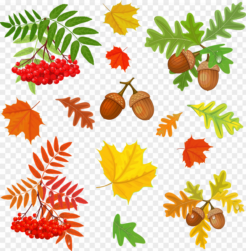 Autumn Leaves Drawing Photography PNG