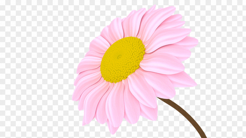 Chrysanthemum Transvaal Daisy Close-up Petal Pink M PNG