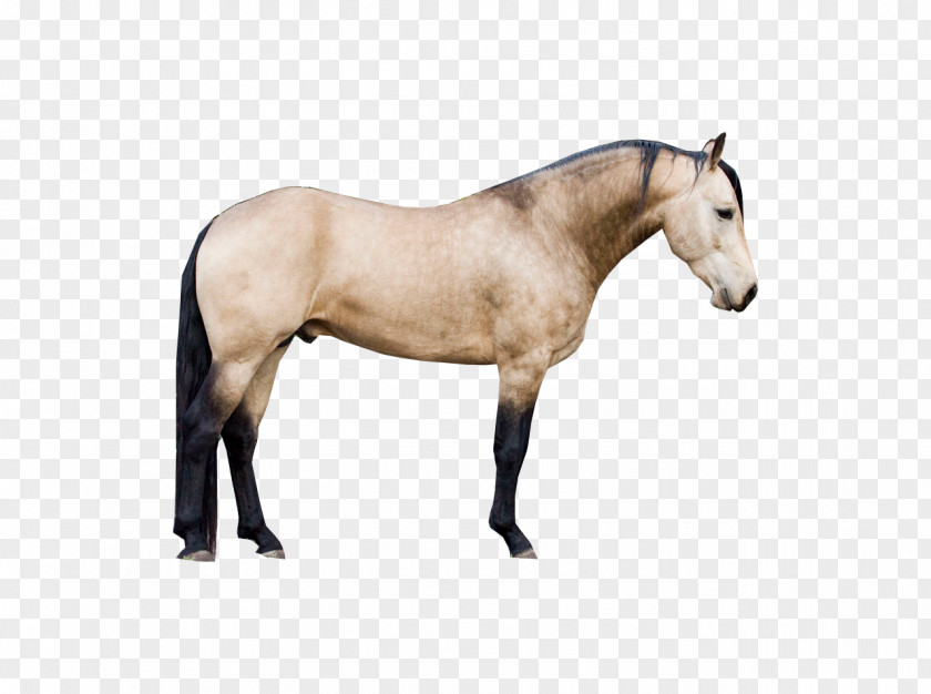 Mustang Window Stallion Pony Halter PNG