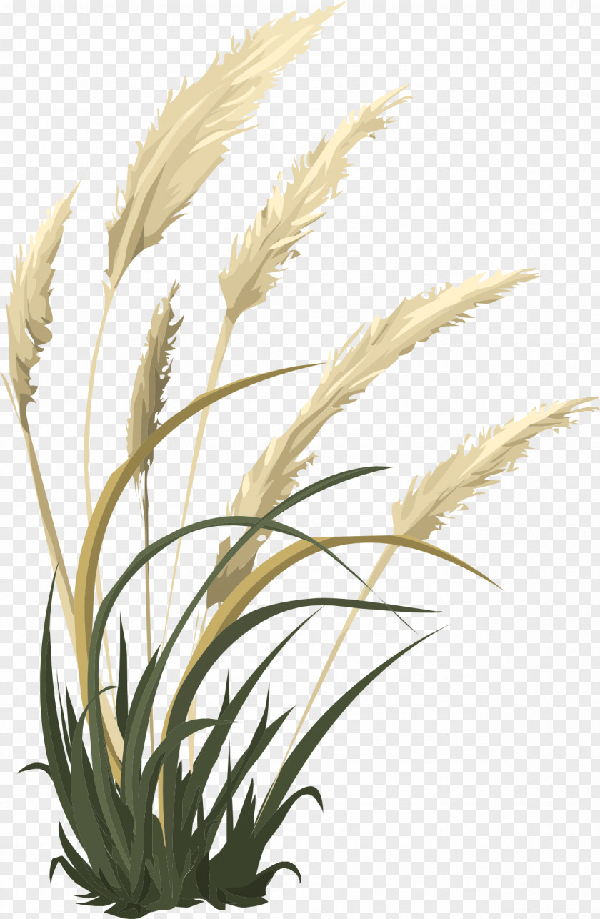 Plant Grasses Woody Stem Herbaceous PNG