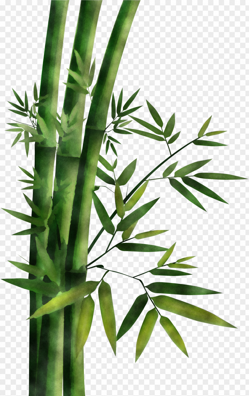 Plant Leaf Flower Bamboo Stem PNG